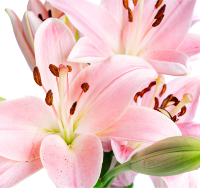 Pink Asiatic Lilies