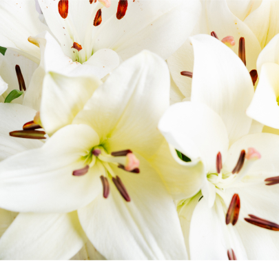 White Asiatic Lilies